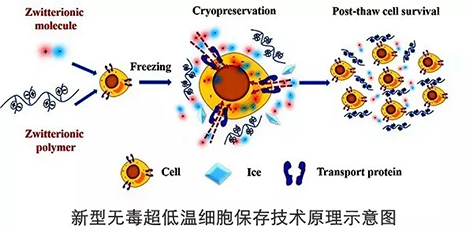 新型无毒超低温细胞生涯-壹号娱乐低温冰箱